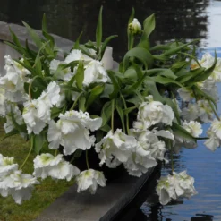 Tulip 'Super Parrot' -UK Garden Plants Sales 2024 tulip super parrot 10 scaled