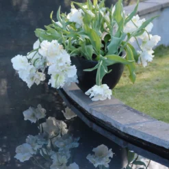 Tulip 'Super Parrot' -UK Garden Plants Sales 2024 tulip super parrot 11 scaled