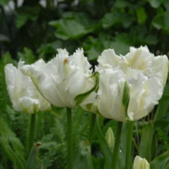 Tulip 'Super Parrot' -UK Garden Plants Sales 2024 tulip super parrot 12 scaled