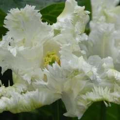 Tulip 'Super Parrot' -UK Garden Plants Sales 2024 tulip super parrot 13 scaled