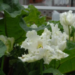 Tulip 'Super Parrot' -UK Garden Plants Sales 2024 tulip super parrot 14 scaled