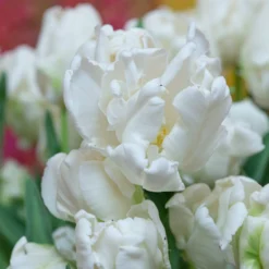 Tulip 'Super Parrot' -UK Garden Plants Sales 2024 tulip super parrot 15 scaled