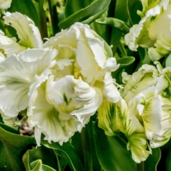 Tulip 'Super Parrot' -UK Garden Plants Sales 2024 tulip super parrot 2 scaled