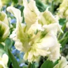 Tulip 'Super Parrot' -UK Garden Plants Sales 2024 tulip super parrot 4