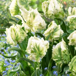 Tulip 'Super Parrot' -UK Garden Plants Sales 2024 tulip super parrot 5