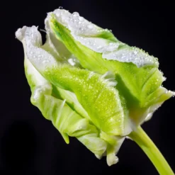 Tulip 'Super Parrot' -UK Garden Plants Sales 2024 tulip super parrot 6 scaled