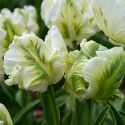 Tulip 'Super Parrot' -UK Garden Plants Sales 2024 tulip super parrot 7 scaled