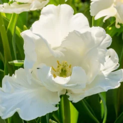 Tulip 'Super Parrot' -UK Garden Plants Sales 2024 tulip super parrot 8 scaled