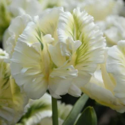 Tulip 'Super Parrot' -UK Garden Plants Sales 2024 tulip super parrot 9 scaled