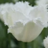 Tulip 'Swan Wings' -UK Garden Plants Sales 2024 tulip swan wings 1