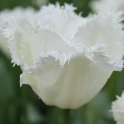 Tulip 'Swan Wings'