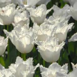 Tulip 'Swan Wings' -UK Garden Plants Sales 2024 tulip swan wings 2