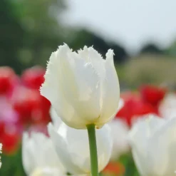Tulip 'Swan Wings' -UK Garden Plants Sales 2024 tulip swan wings 3