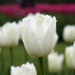 Tulip 'Swan Wings' -UK Garden Plants Sales 2024 tulip swan wings 7