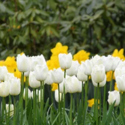 Tulip 'Swan Wings' -UK Garden Plants Sales 2024 tulip swan wings 8