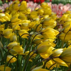 Tulip Sylvestris 17 Tulip Sylvestris -UK Garden Plants Sales 2024 tulip sylvestris 1