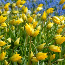 Tulip Sylvestris 16 Tulip Sylvestris -UK Garden Plants Sales 2024 tulip sylvestris 2