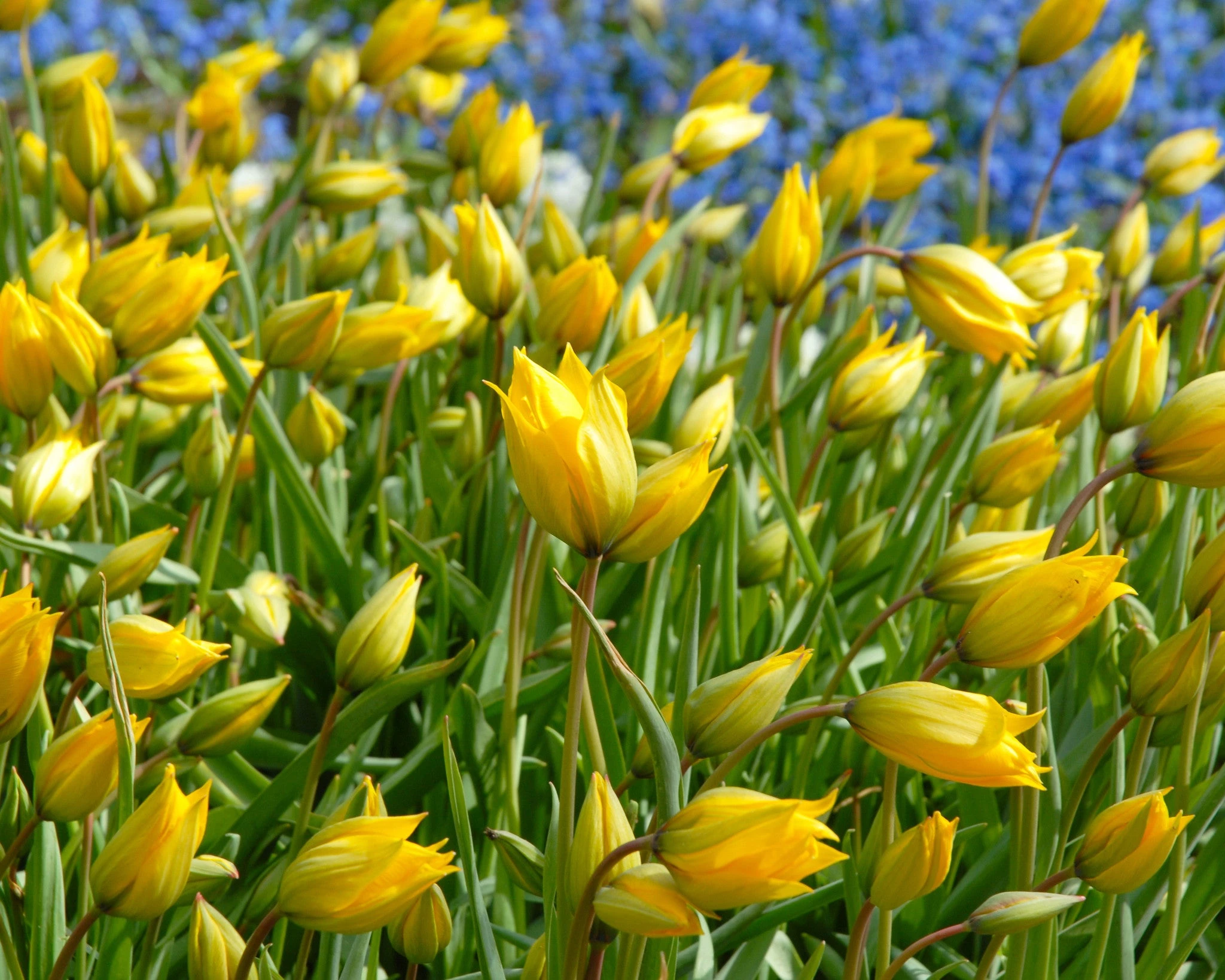 Tulip Sylvestris 9 Tulip Sylvestris - Image 7