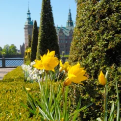 Tulip Sylvestris 12 Tulip Sylvestris -UK Garden Plants Sales 2024 tulip sylvestris 3