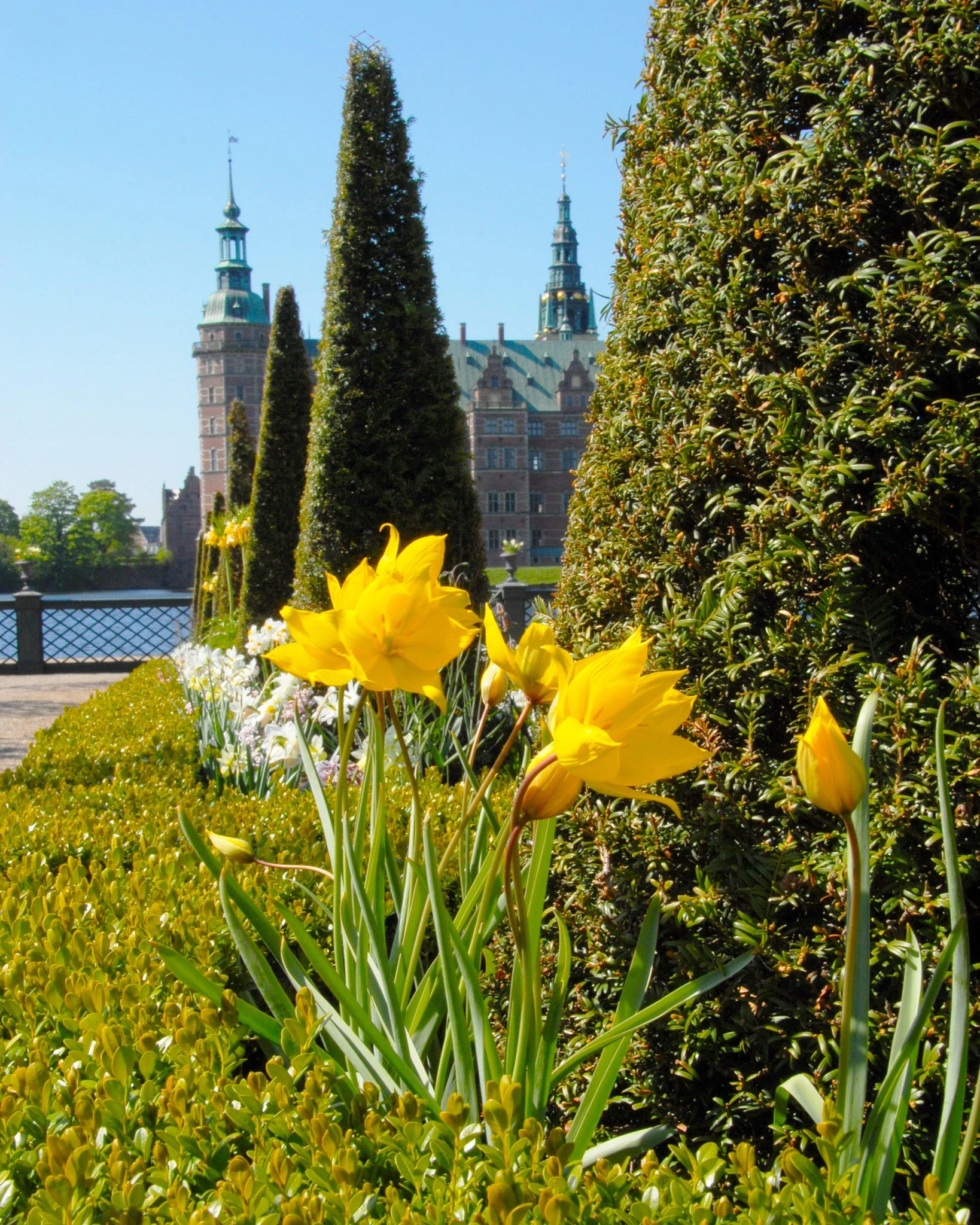 Tulip Sylvestris 5 Tulip Sylvestris - Image 3