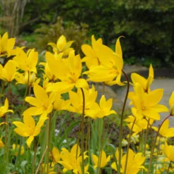 Tulip Sylvestris 14 Tulip Sylvestris -UK Garden Plants Sales 2024 tulip sylvestris 5
