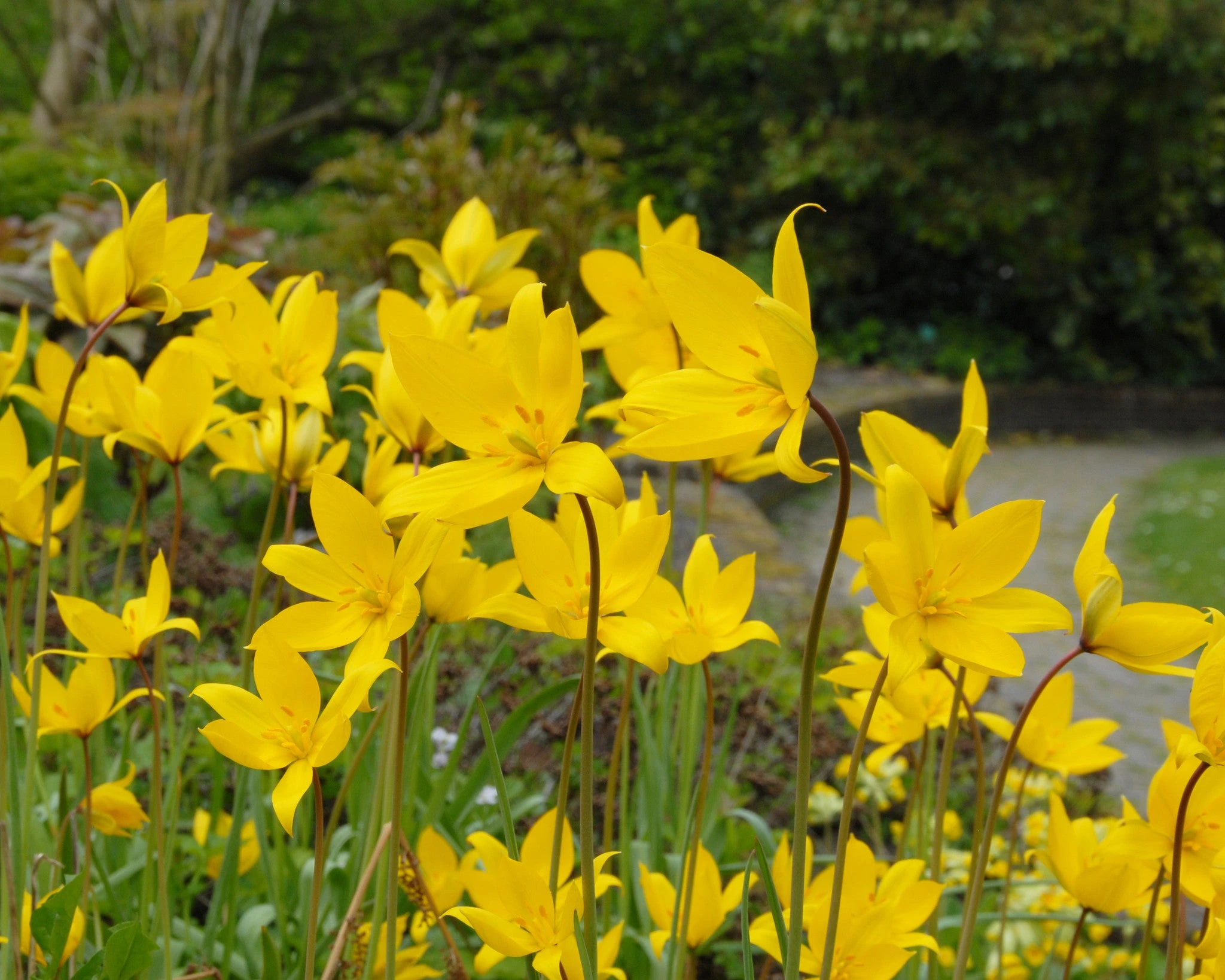 Tulip Sylvestris 7 Tulip Sylvestris - Image 5