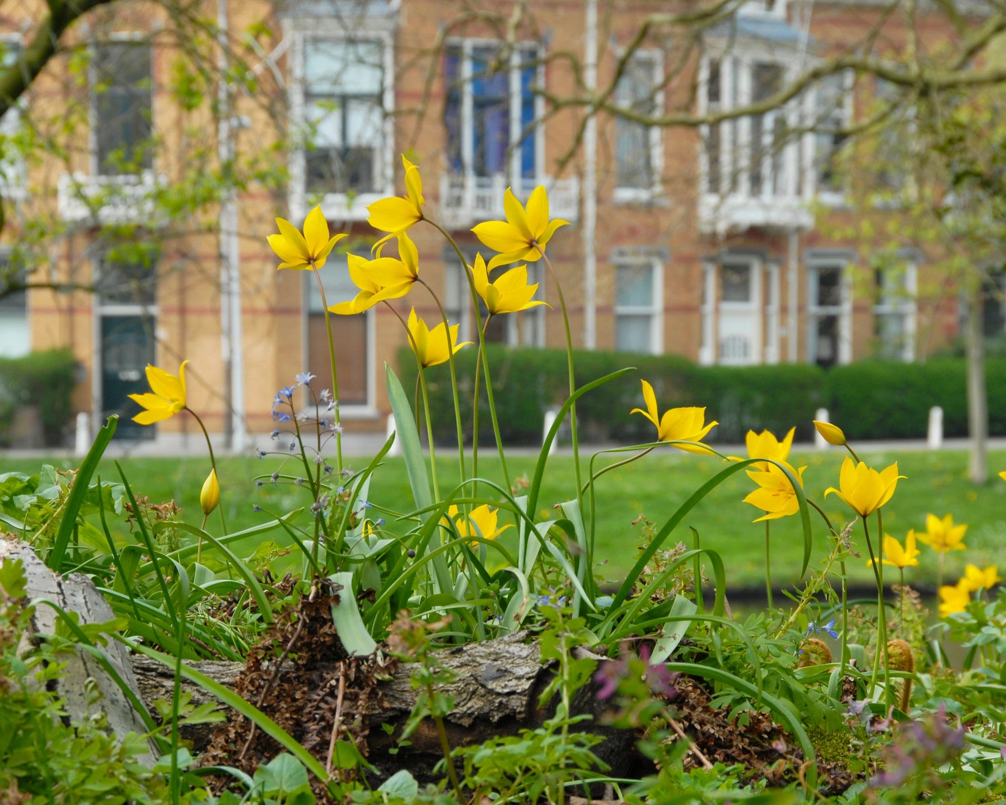 Tulip Sylvestris 4 Tulip Sylvestris - Image 2