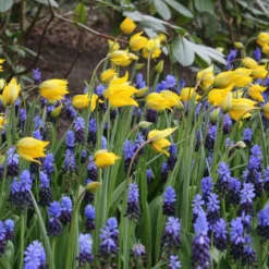 Tulip Sylvestris 13 Tulip Sylvestris -UK Garden Plants Sales 2024 tulip sylvestris 7