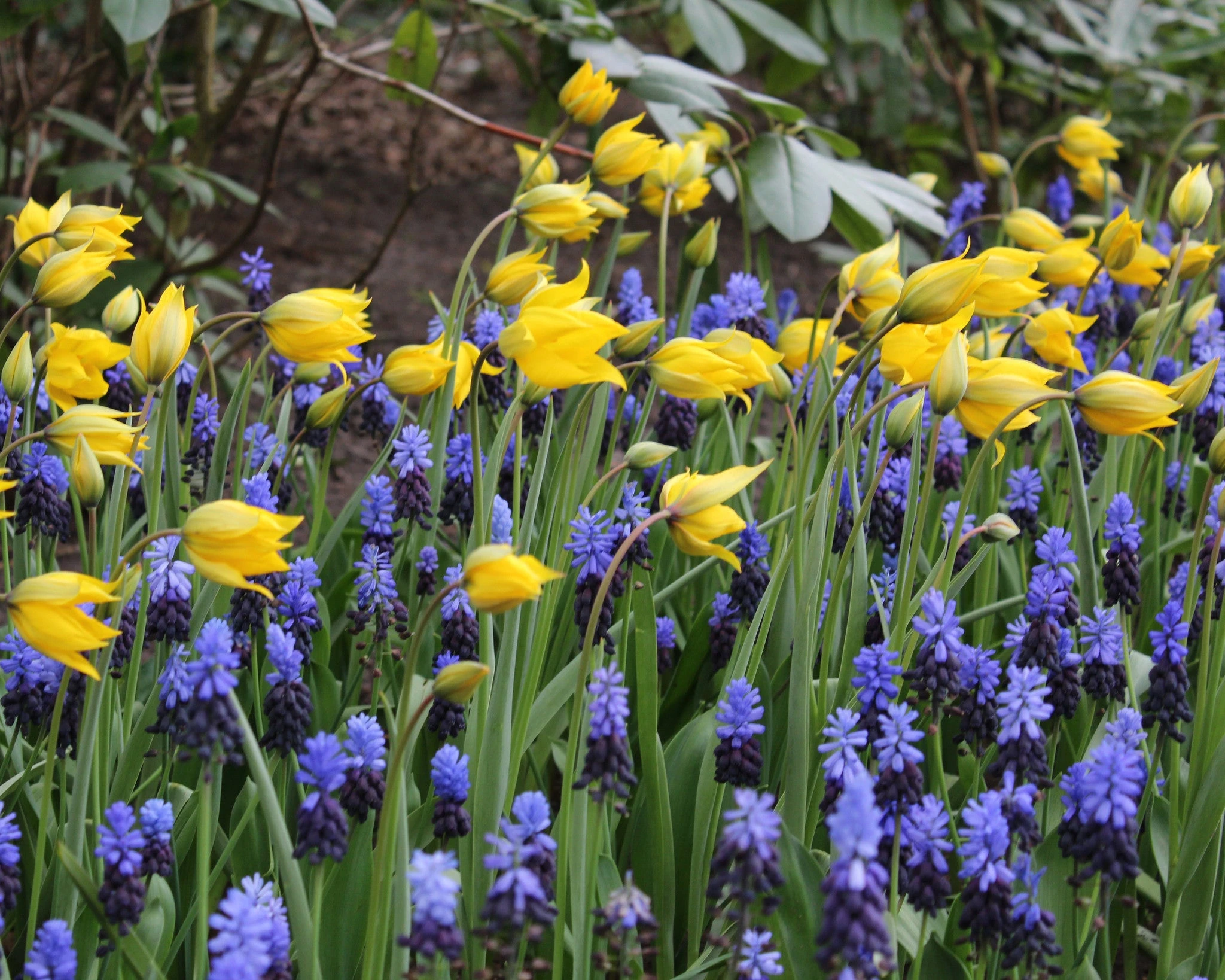 Tulip Sylvestris 6 Tulip Sylvestris - Image 4