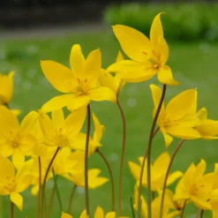 Tulip Sylvestris 15 Tulip Sylvestris -UK Garden Plants Sales 2024 tulip sylvestris 8