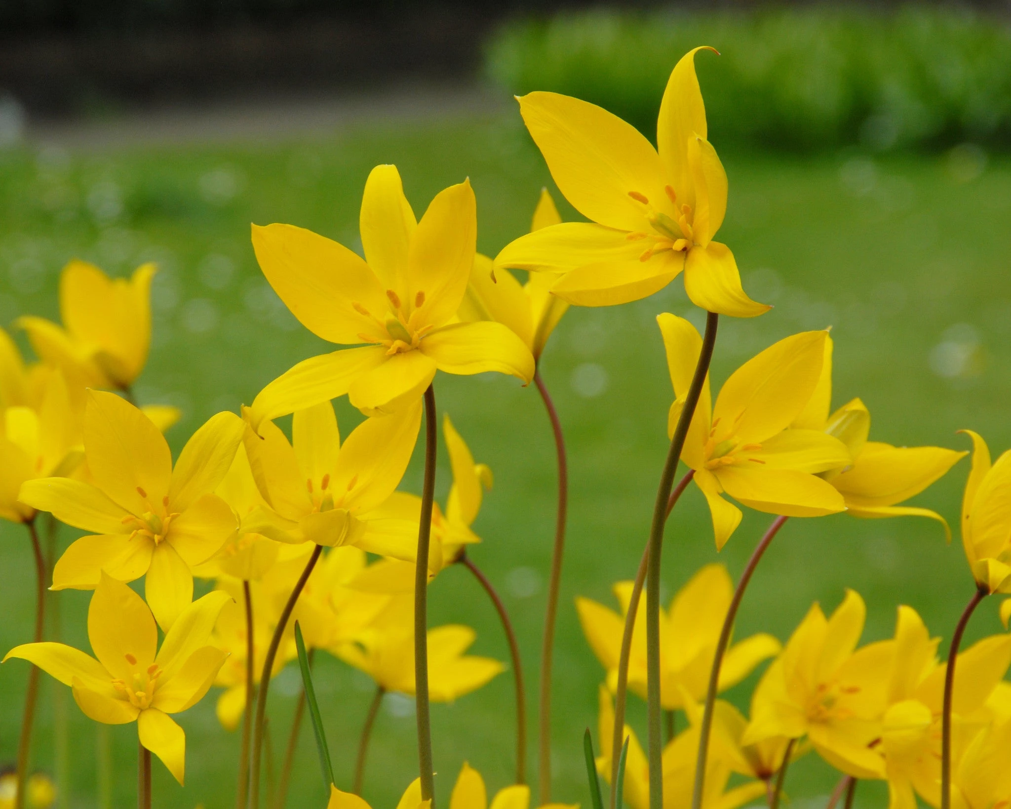 Tulip Sylvestris 8 Tulip Sylvestris - Image 6