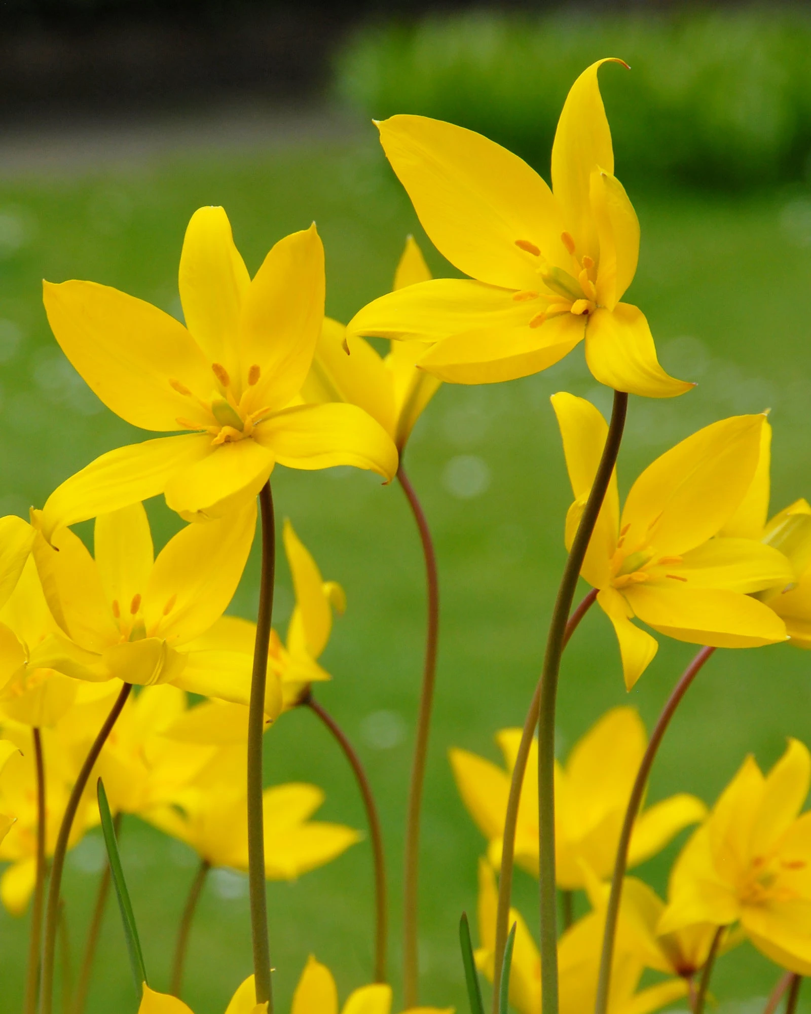Tulip Sylvestris 3 Tulip Sylvestris