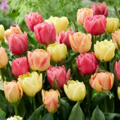 Tulip Collection 'Symbiose Pastels' -UK Garden Plants Sales 2024 tulip symbiose pastels 3