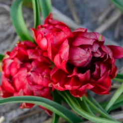 Tulip 'Tête-a-Tête' -UK Garden Plants Sales 2024 tulip tete a tete 4 scaled