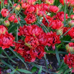 Tulip 'Tête-a-Tête' -UK Garden Plants Sales 2024 tulip tete a tete 5 scaled
