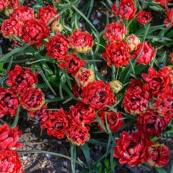 Tulip 'Tête-a-Tête' -UK Garden Plants Sales 2024 tulip tete a tete 6 scaled