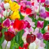 Tulip 'Triumph Mixed' -UK Garden Plants Sales 2024 tulip triumph mixed colours 1