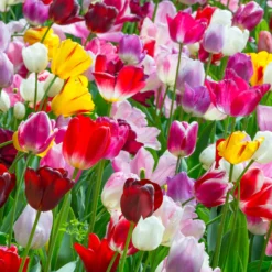 Tulip 'Triumph Mixed' -UK Garden Plants Sales 2024 tulip triumph mixed colours 3