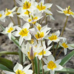 Tulip Turkestanica
