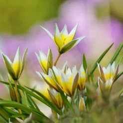 Tulip Turkestanica -UK Garden Plants Sales 2024 tulip turkestanica 10 scaled