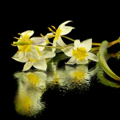 Tulip Turkestanica -UK Garden Plants Sales 2024 tulip turkestanica 11 scaled