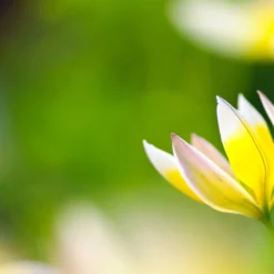 Tulip Turkestanica -UK Garden Plants Sales 2024 tulip turkestanica 12 scaled