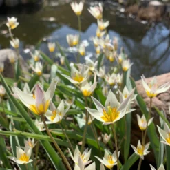 Tulip Turkestanica -UK Garden Plants Sales 2024 tulip turkestanica 13 scaled