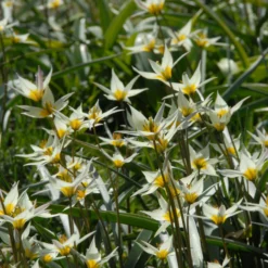 Tulip Turkestanica -UK Garden Plants Sales 2024 tulip turkestanica 2 scaled