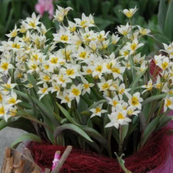 Tulip Turkestanica -UK Garden Plants Sales 2024 tulip turkestanica 3