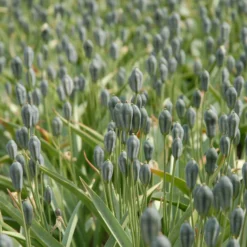 Tulip Turkestanica -UK Garden Plants Sales 2024 tulip turkestanica 4 scaled