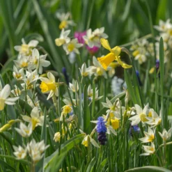 Tulip Turkestanica -UK Garden Plants Sales 2024 tulip turkestanica 5 scaled