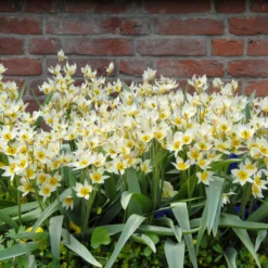 Tulip Turkestanica -UK Garden Plants Sales 2024 tulip turkestanica 6 scaled