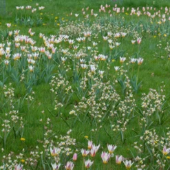 Tulip Turkestanica -UK Garden Plants Sales 2024 tulip turkestanica 7 scaled