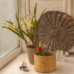 Tulip Turkestanica -UK Garden Plants Sales 2024 tulip turkestanica 9 scaled